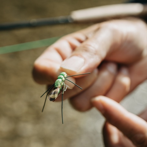 ΗΠΑ: Πέντε κρούσματα ελονοσίας στη Φλόριντα και το Τέξας - τα πρώτα εδώ και 20 χρόνια που διαγνώστηκαν στη χώρα - Οι επιπτώσεις της νόσου.