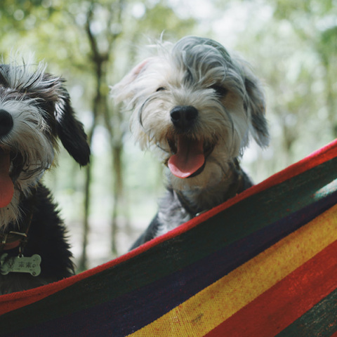 Δύο σκυλάκια. 