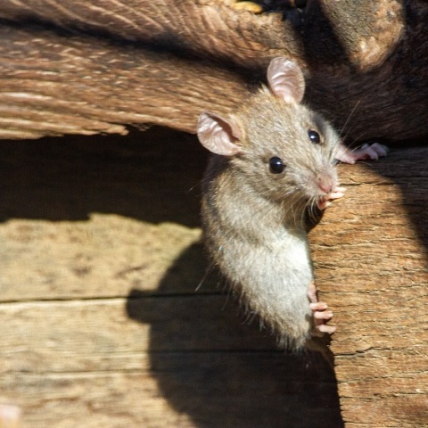 Κεφάλια ποντικών βρέθηκαν μέσα σε συσκευασίες γευμάτων σε καφετέριες της Κίνας - Ανησυχίες σχετικά με την ασφάλεια των τροφίμων - Χιλιάδες παραβιάσεις ασφαλείας