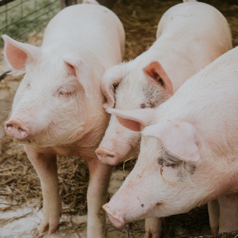 Σύσκεψη για την αφρικανική πανώλη των χοίρων στην Περιφέρεια Κεντρικής Μακεδονίας, παρουσία του Λευτέρη Αυγενάκη - Συναγερμός στις κτηνοτροφικές μονάδες.