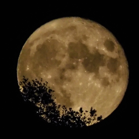Η πανσέληνος του ελαφιού ξεπροβάλλει πίσω από κλαδιά δέντρου