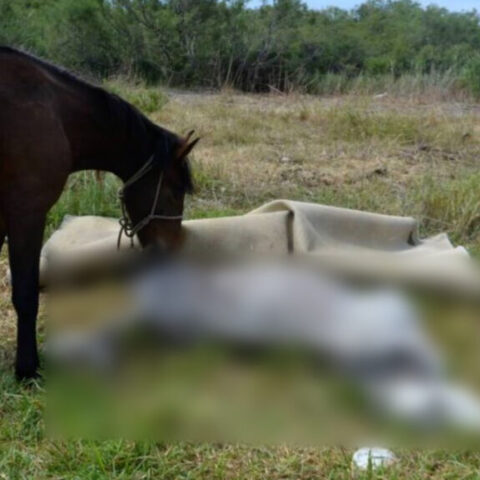 Νεκρό άλογο και κοντά το ένα ακόμη άλογο σε παραποτάμια περιοχή του Βόλου