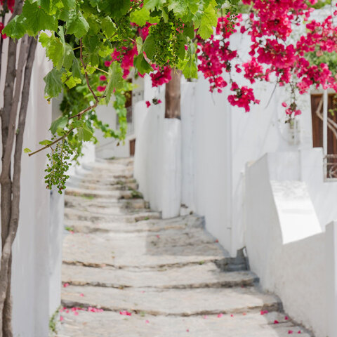 Σκαλάκια ελληνικού νησιού και ροζ μπουκαμβίλια