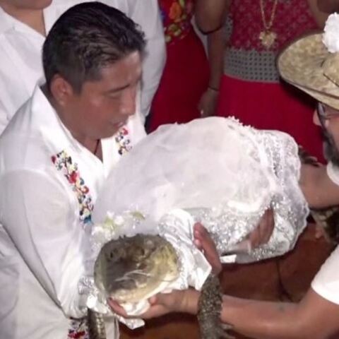 Μεξικό: Viral ο δήμαρχος που παντρεύτηκε κροκόδειλο