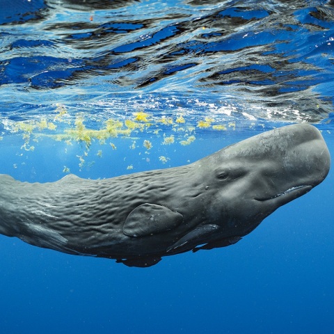 Μπράιαν Σκέρι: Ο συναρπαστικός κόσμος των φαλαινών και άλλες υποβρύχιες ιστορίες το καλοκαίρι στην Αντίπαρο - Θα μιλήσει για το «Secret of the Whales».