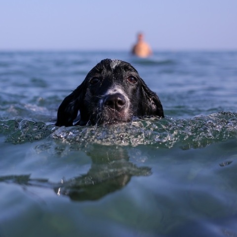 Καιρός: Ξεπέρασε τους 36 βαθμούς Κελσίου η μέγιστη θερμοκρασία σήμερα - Αναλυτική πρόγνωση για την Τετάρτη 5 Ιουλίου από το meteo και την ΕΜΥ.