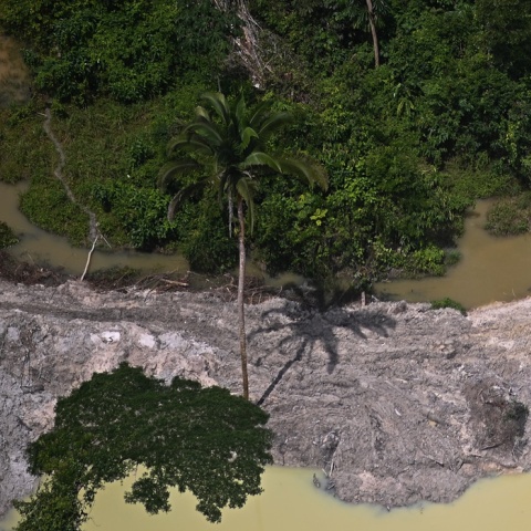 Αμαζόνιος - Δέντρα