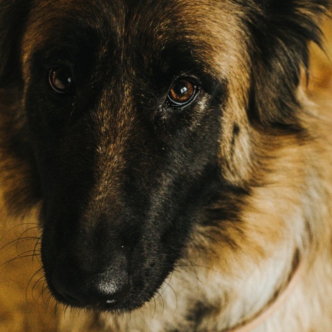 Κακοποίηση σκύλου στο Ρέθυμνο: Σοκαριστικό περιστατικό - Βελγικό λυκόσκυλο βρέθηκε ακρωτηριασμένο και δεμένο σε κάδους σκουπιδιών.