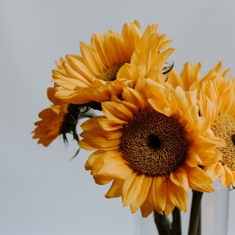 Ηλιοτρόπια για τους εορτάζοντες