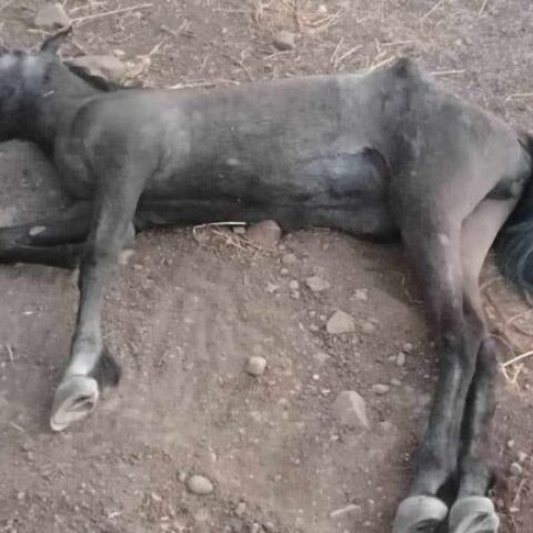 Νεκρό άλογο κείτεται στο έδαφος