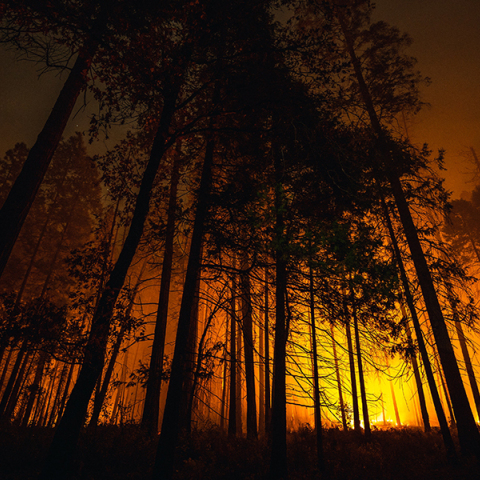Τα δάση καίγονται το χειμώνα