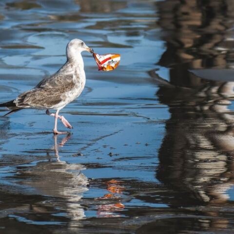 Ρύπανση των υδάτων