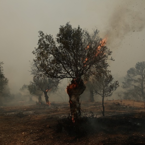 Κλαδιά δέντρου καίγονται 