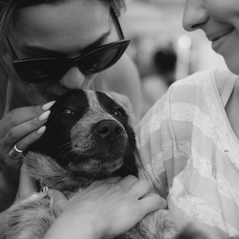 Φωτιές και ζώα: Τι είναι εθελοντισμός;