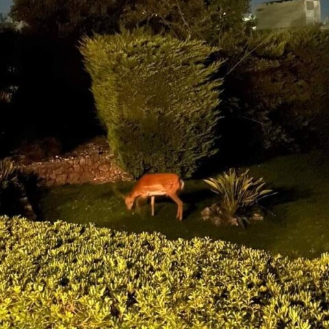 Ελάφι ψάχνει για τροφή και νερό
