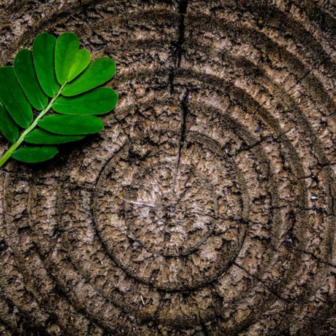 Ο νέος ευρωπαϊκός Κανονισμός δεν επαρκεί για να σταματήσει την καταστροφή των τροπικών δασών