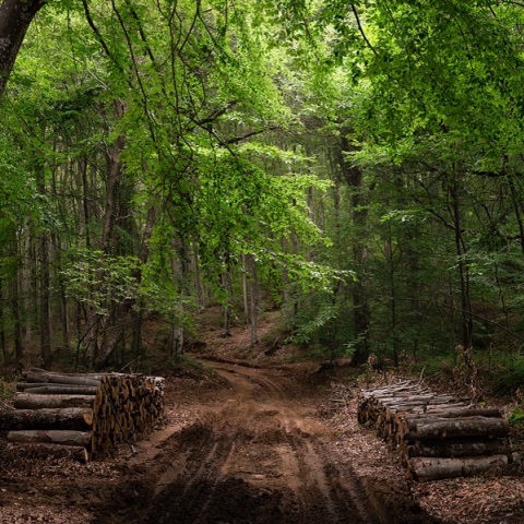 Δάσος Βαρβάρας Χαλκιδικής όπου ανθεί η υλοτομική δραστηριότητα