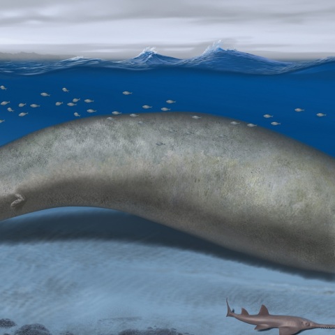 Επιστήμη - Παλαιοντολογία: Φάλαινα ηλικίας 39 εκατομμυρίων ετών το βαρύτερο ζώο που έχει καταγραφεί - Φέρει την ονομασία Perucetus colossus.