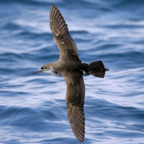 Τα έξι θαλασσοπούλια που πετούν πάνω από τις ελληνικές θάλασσες.