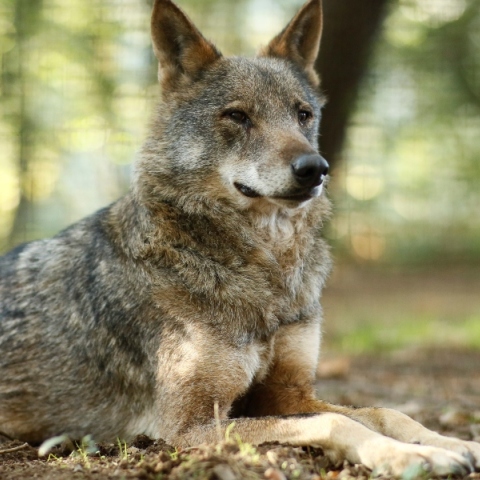 Ισπανία: Ο Ιβηρικός λύκος αφανίστηκε στην περιοχή της Ανδαλουσίας 