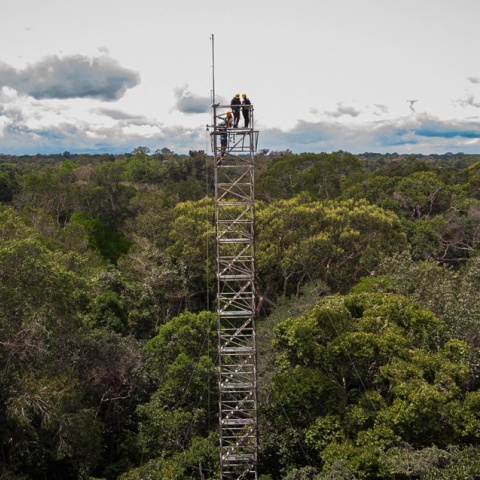 Δάσος του Αμαζονίου