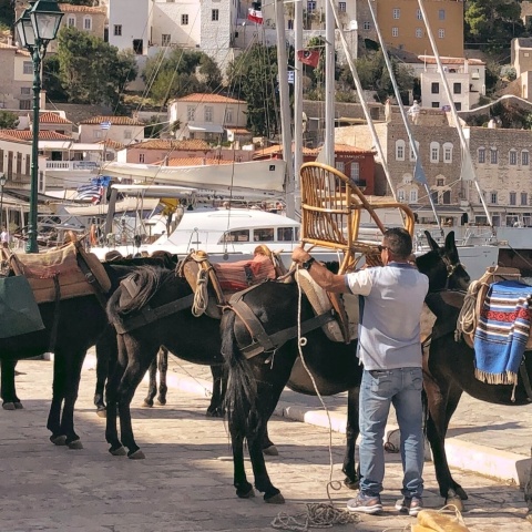 Γαϊδουράκια στο λιμάνι της Ύδρας