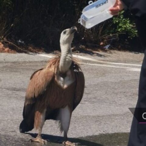 Κρήτη - Όρνιο εξαντλημένο από τη ζέστη στη μέση δρόμου