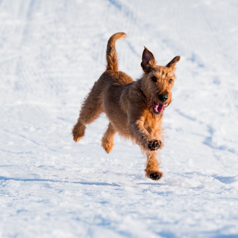 Σκυλί διέσχισε 160 χιλιόμετρα στην Ελβετία - Η Λάκι αφέθηκε στη Βέρνη, αλλά δραπέτευσε και πήγε στη λίμνη της Γενεύης πριν παραδοθεί στους ιδιοκτήτες της.