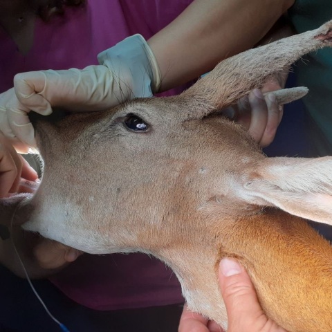 Φωτιά στη Ρόδο: Χειρουργήθηκε με επιτυχία το νεαρό ελαφάκι που διασώθηκε από τις φλόγες - Η μεταφορά στην Αθήνα και η παροχή ιατρικής φροντίδας.