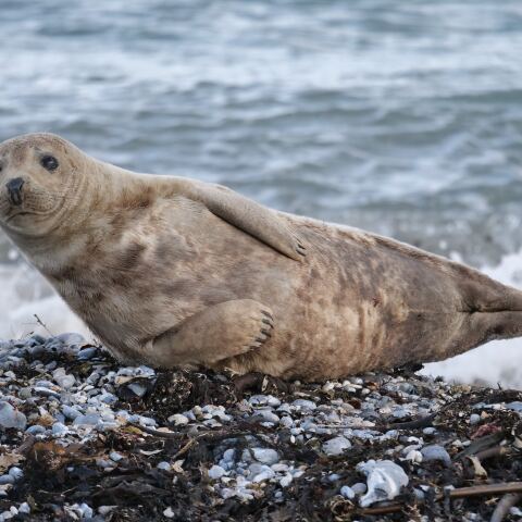 Φώκια ξαπλωμένη με το πλάι σε παραλία με πέτρες