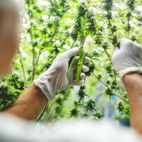 Φλώρινα: Ένα πλήρως οργανωμένο σύστημα εσωτερικής καλλιέργειας κάνναβης είχε στήσει 54χρονος στο σπίτι του - Βρέθηκαν 28 δενδρύλλια.