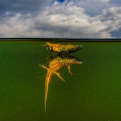 Νίκος Σαμαράς