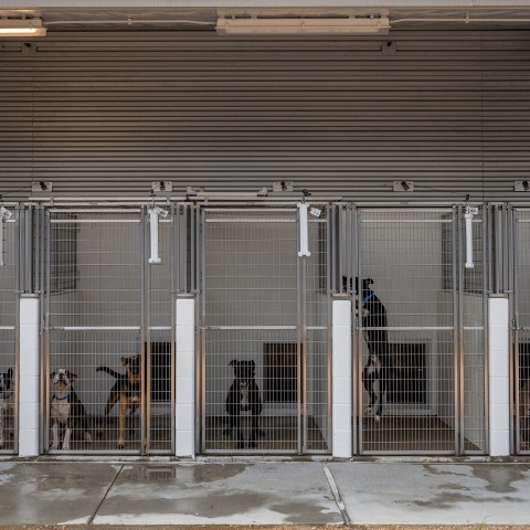 Κατοικίδια ζώα: Η ανθρώπινη παραμέληση, η μεγάλη ευθύνη και οι απόψεις ειδικών για την καλή διαβίωσή τους