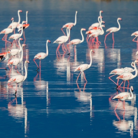 Τα εντυπωσιακά ροζ φλαμίνγκο της Λέσβου.