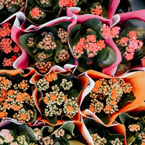 Εορτολόγιο: Σήμερα 1 Δεκεμβρίου 2023 γιορτάζει...