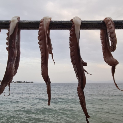 Οι αγαπημένες μου ταβέρνες στο Νότιο Πήλιο.