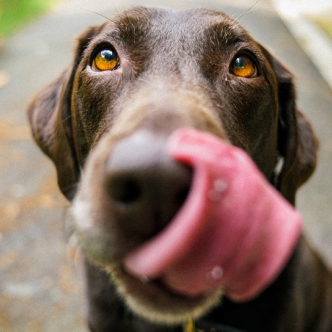 Δροσερές συνταγές smoothie για τον σκύλο μας.