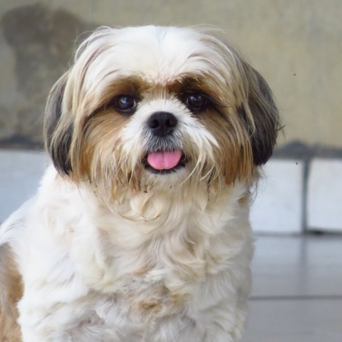 Ιράν: Μεσίτης συλλαμβάνεται εξαιτίας της μεταβίβασης διαμερίσματος σε σκυλάκι - Κατηγορείται για προσβολή των χρηστών ηθών.