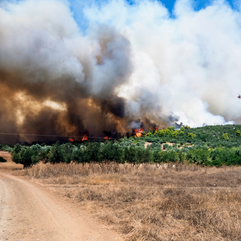 Φωτιά στην Εύβοια