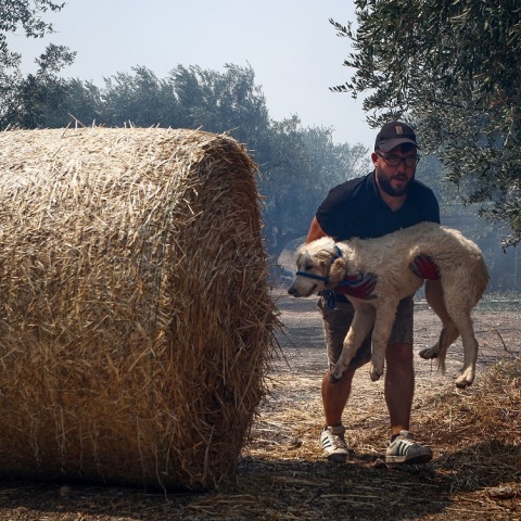 Πυρκαγιές - Ειδική Γραμματεία για την Προστασία των Ζώων Συντροφιάς: Οδηγίες για τον απεγκλωβισμό ζώων - Πώς μπορούν να βοηθήσουν οι πολίτες.