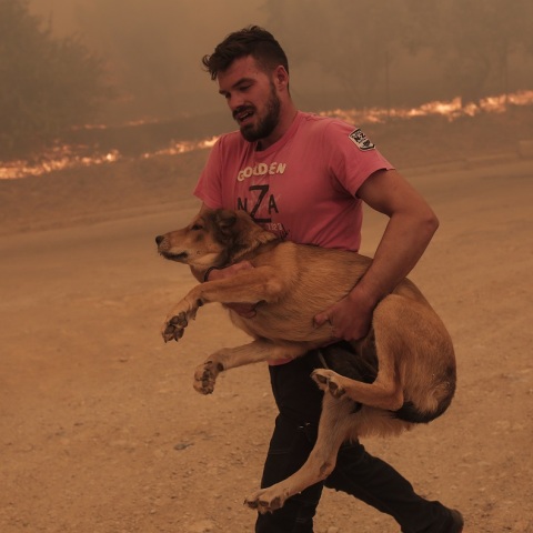 Πυρκαγιά στη Φυλή: Ενισχύθηκαν οι δυνάμεις - Μήνυμα του 112 για εκκένωση - Ισχυροί άνεμοι και δύσβατο σημείο - Σε εξέλιξη η πυρκαγιά στον Ασπρόπυργο.