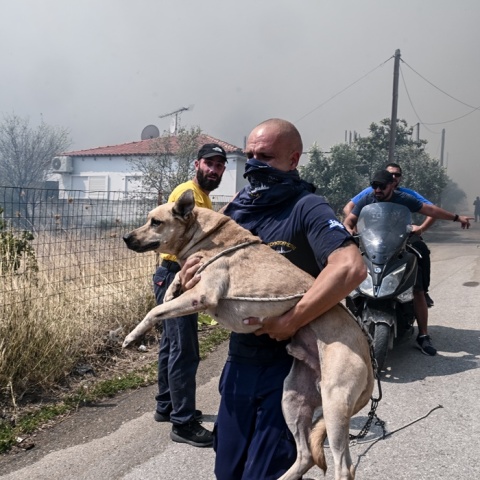 Άνδρας κρατά σκυλάκι μετά τη διάσωση από την Αγία Παρασκευή Μενιδίου