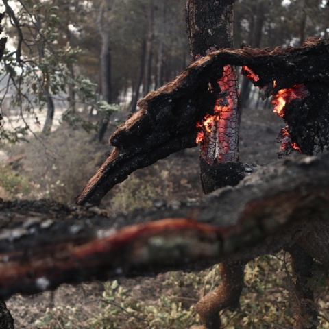 Δέντρο παραδομένο στις φλόγες