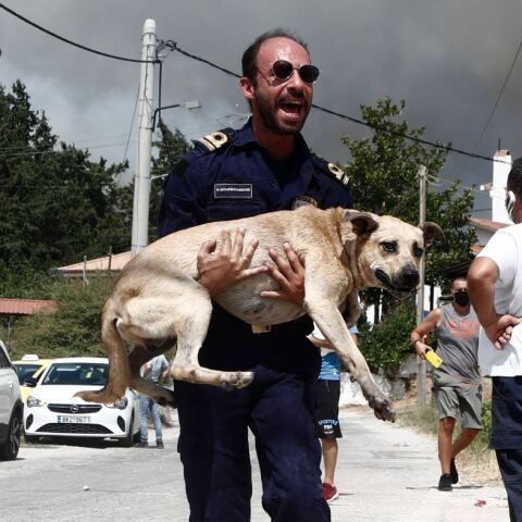 Διάσωση ζώων από τις φωτιές