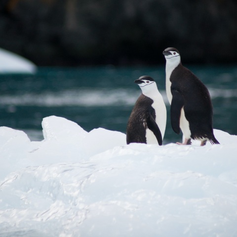 Ανταρκτική: Χιλιάδες νεοσσοί αυτοκρατορικοί πιγκουίνοι πέθαναν λόγω των χαμηλών επιπέδων πάγου στη θάλασσα - «Χωρίς προηγούμενο» οι αποτυχίες αναπαραγωγής.
