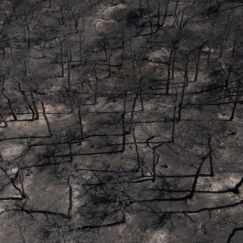 Φωτιά στη Δαδιά