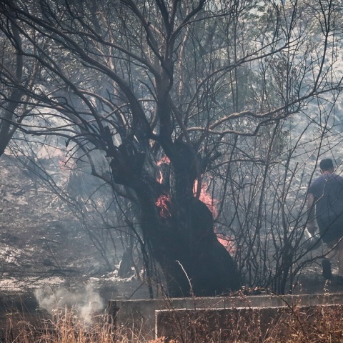 Πολίτης δίπλα από φλεγόμενο δέντρο 
