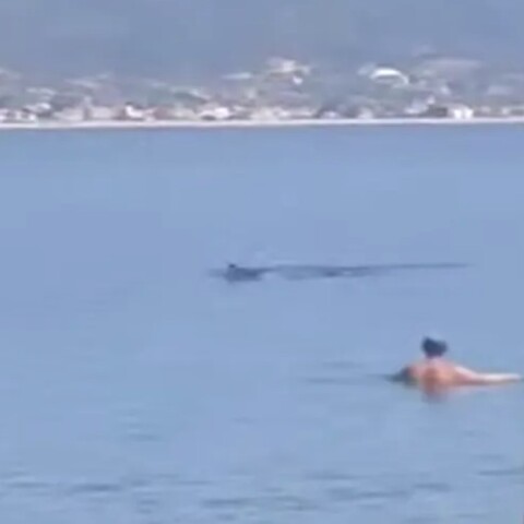 Λουόμενοι κοντά σε φεγγαρόψαρο σε παραλία της Θεσσαλονίκης