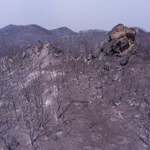 Καμένες εκτάσεις μετά το καταστροφικό πέρασμα της φωτιάς στον Έβρο