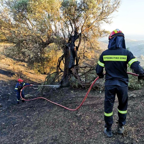 Πυροσβέστες με τη μάνικα ανά χείρας επιχειρούν σε φωτιά στην Κάρυστο